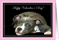 Happy Valentine’s Day pitbull puppy card