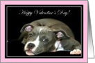 Happy Valentine’s Day pitbull puppy card