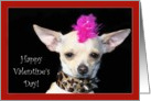 Happy Valentine’s Day Punk Chihuahua dog card