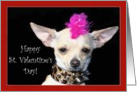 Happy St. Valentine’s Day Punk Chihuahua dog card