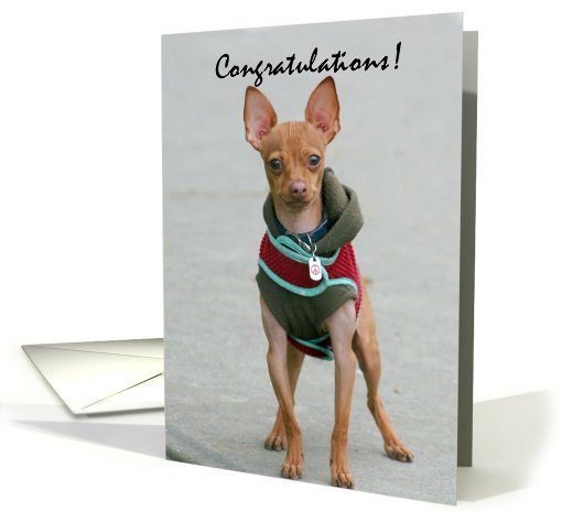 Congratulations Chihuahua card (818910)