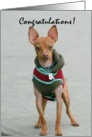 Congratulations Chihuahua card