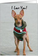 I Love You Chihuahua card
