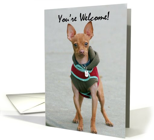 You're Welcome Chihuahua card (819258)