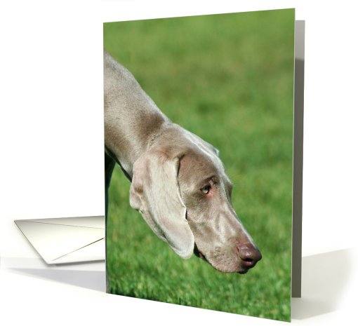 Weimaraner Dog card (820849)