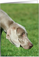 Weimaraner Dog card