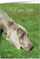 I Forgive You Weimaraner Dog card