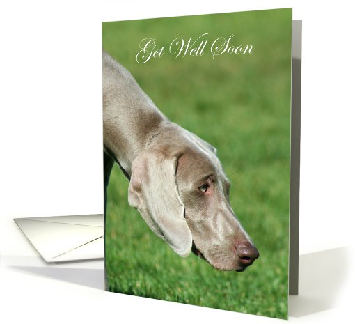 Get well soon Weimaraner Dog card (820855)