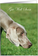 Get well soon Weimaraner Dog card