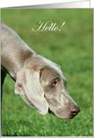 Hello Weimaraner Dog card