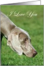 I Love You Weimaraner Dog card