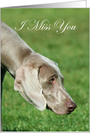 I Miss You Weimaraner Dog card