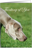 Thinking of you Weimaraner Dog card