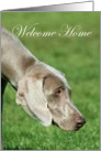Welcome Home Weimaraner Dog card