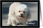 Happy Birthday Bichon Frise dog card