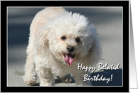 Happy Belated Birthday Bichon Frise dog card