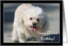 Happy Belated Birthday Bichon Frise dog card