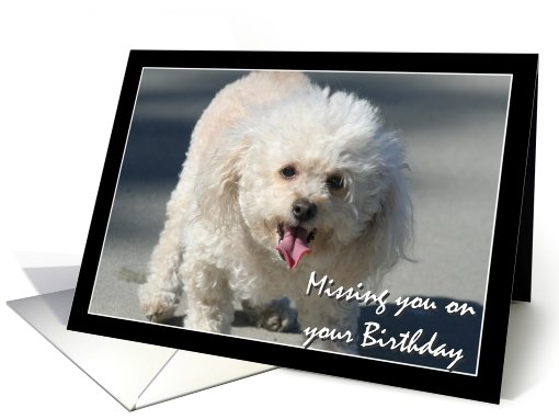Missing you on your Birthday Bichon Frise dog card (825032)