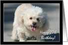 Happy 20th Birthday Bichon Frise dog card