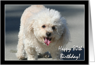 Happy 80th Birthday Bichon Frise dog card