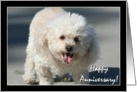 Happy Anniversary Bichon Frise dog card