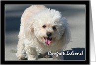 Congratulations Bichon Frise dog card