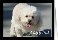 A Gift for you Bichon Frise dog card