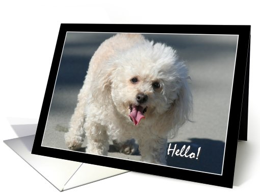 Hello Bichon Frise dog card (827738)