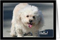 Hello Bichon Frise dog card