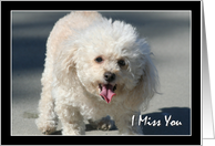 I Miss you Bichon Frise dog card