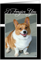 I Forgive you Welsh Corgi dog card