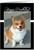 Happy Birthday Welsh Corgi dog card