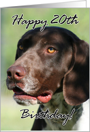 Happy 20th Birthday German Shorthaired pointer dog card