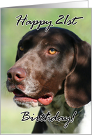 Happy 21st Birthday German Shorthaired pointer dog card