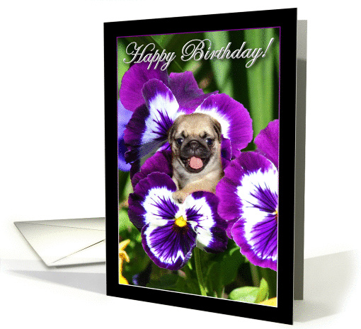 Happy Birthday Pug puppy in Pansies card (863116)