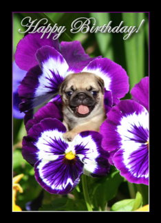 Happy Birthday Pug...