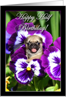 Happy Half Birthday Pug puppy in Pansies card