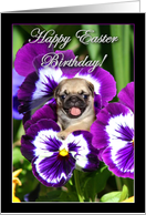 Happy Easter Birthday Pug puppy in Pansies card