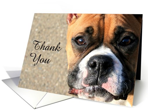 Thank You Boxer dog card (876173)