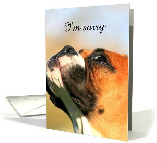 I'm sorry Boxer Dog card (877534)