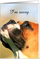 I’m sorry Boxer Dog card