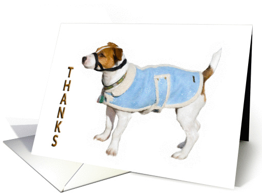 Thanks (Jack Russell Terrier) card (316582)