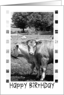 Happy Birthday (Cows) - Friend card