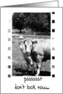 Happy Birthday (Cows) - Friend card
