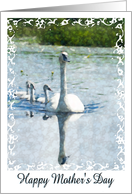 Mother's Day Swans -...
