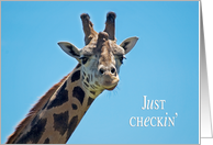 Just Checkin’ - Giraffe - Birthday Friend card