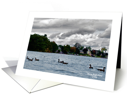 Blank Notecard - Moose Beach Point card (374337)