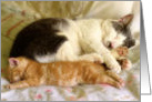 Love Snuggling Together Afternoon Cat Nap General Love & Romance card