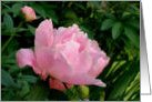 Great Grandmother’s Pink Peony Blank Note Card