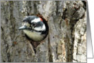 Downy Woodpecker Peeking Out From Nest In Tree Hello card